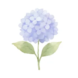 アジサイのイラスト