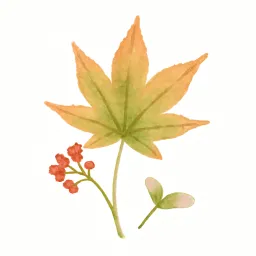 イロハモミジのイラスト