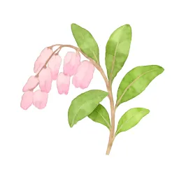 アセビのイラスト