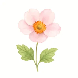 シュウメイギクのイラスト