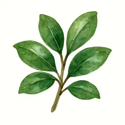 アオキのイラスト