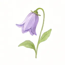 イワシャジンのイラスト
