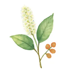 ウワミズザクラのイラスト