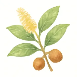 スダジイのイラスト