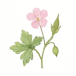 ゲンノショウコのイラスト