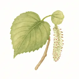 オヒョウのイラスト