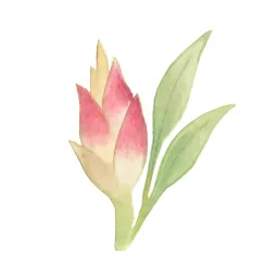 ミョウガのイラスト