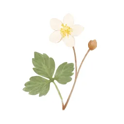 バイカオウレンのイラスト