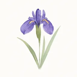 アヤメのイラスト