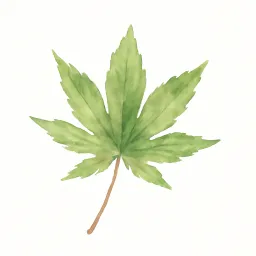 モミジのイラスト