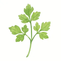 セリのイラスト