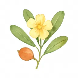トベラのイラスト