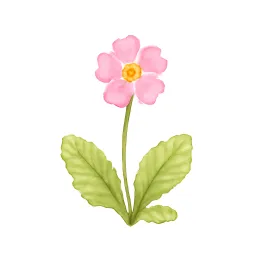 サクラソウのイラスト