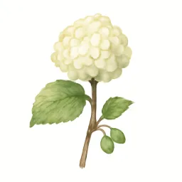 オオデマリのイラスト