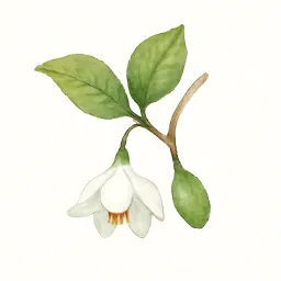 エゴノキのイラスト