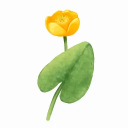 コウホネのイラスト
