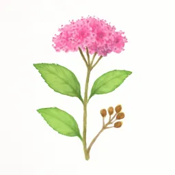 シモツケのイラスト