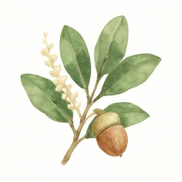 マテバシイのイラスト