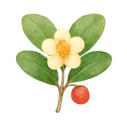 モッコクのイラスト