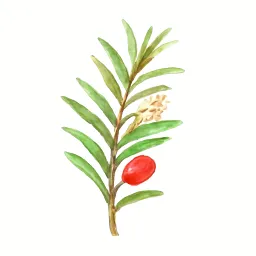アララギのイラスト
