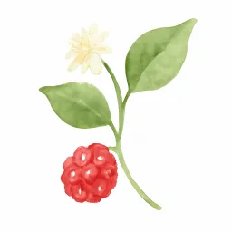 サネカズラのイラスト
