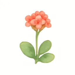 カランコエのイラスト