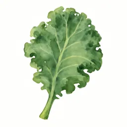 ケールのイラスト