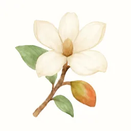 コブシのイラスト
