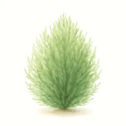 コキアのイラスト