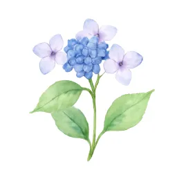 ガクアジサイのイラスト