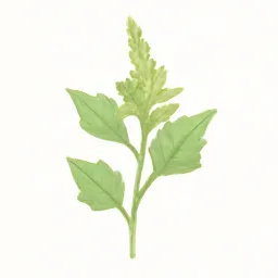 アカザのイラスト