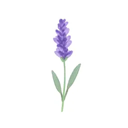 ラベンダーのイラスト