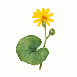 ツワブキのイラスト