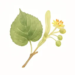 シナノキのイラスト