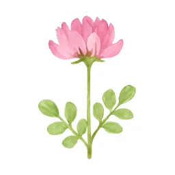 レンゲのイラスト