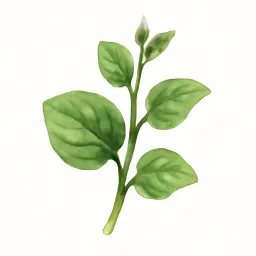 ツルムラサキのイラスト