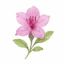 ミツバツツジのイラスト