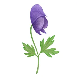 トリカブトのイラスト
