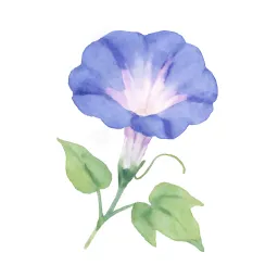 アサガオのイラスト