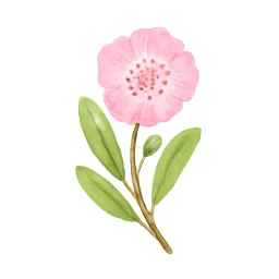 カルミアのイラスト