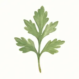 ヨモギのイラスト