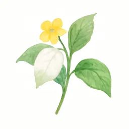 コンロンカのイラスト