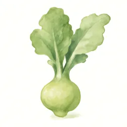 ザーサイのイラスト