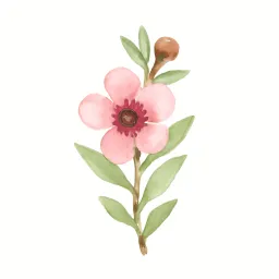 ギョリュウバイのイラスト