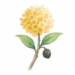 ミツマタのイラスト