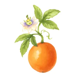 パッションフルーツのイラスト
