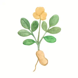 ピーナッツのイラスト