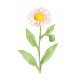 ハルジオンのイラスト