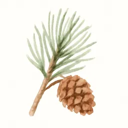 マツのイラスト