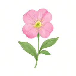 ユウゲショウのイラスト